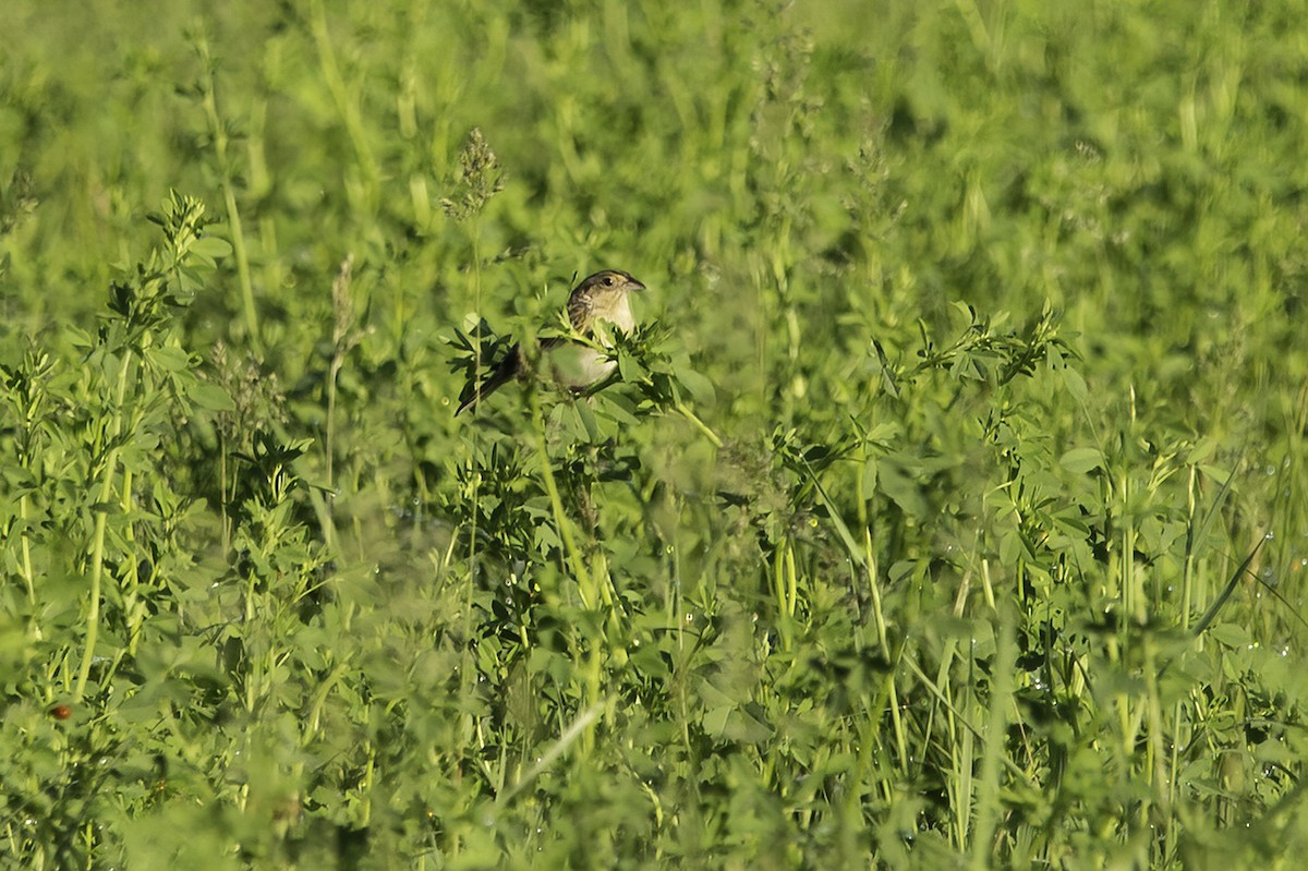 Grasshopper Sparrow - Cam Nikkel