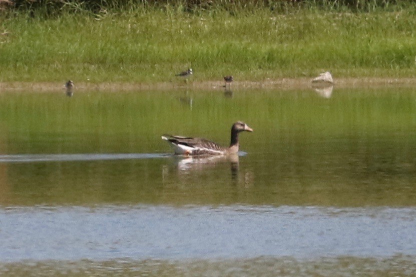 Greater White-fronted Goose - Laurens Halsey