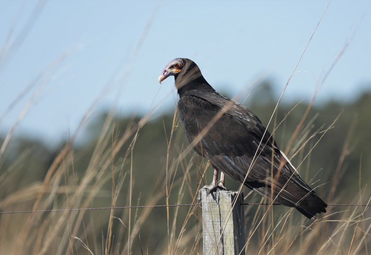 Lesser Yellow-headed Vulture - Aves-del-Taragüí/ SabinaDeLucca