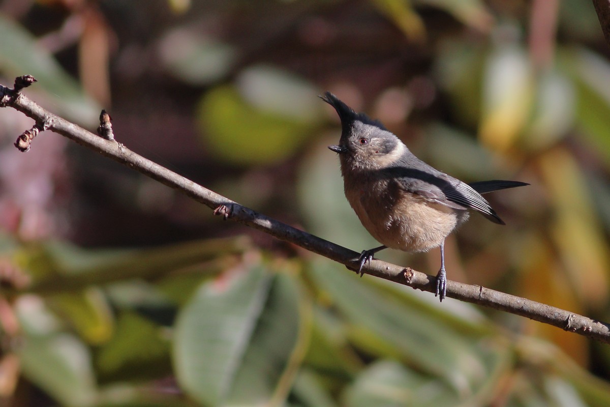 Gray-crested Tit - ML347716351
