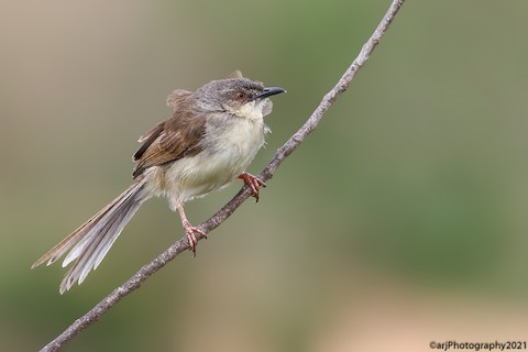 Tawny-flanked Prinia - eBird