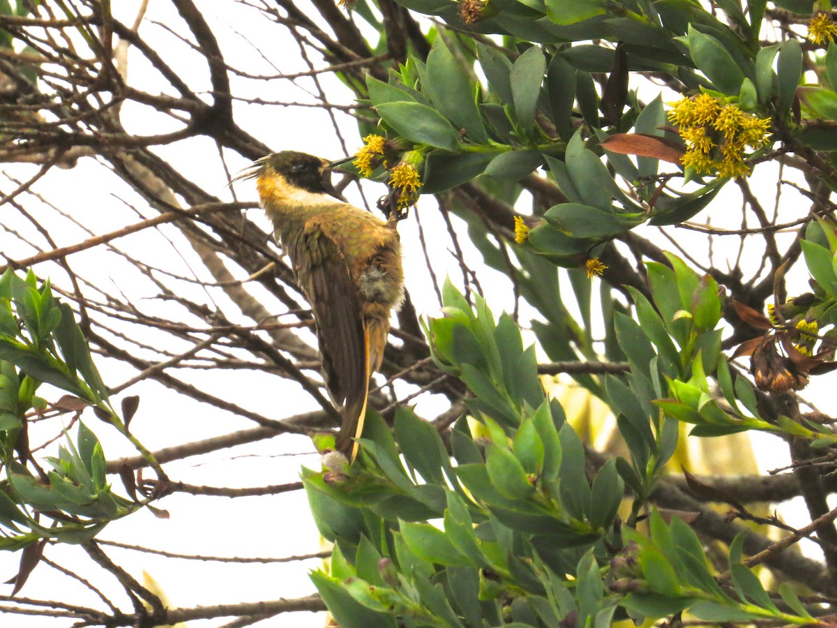 kolibřík tolimský - ML34771791