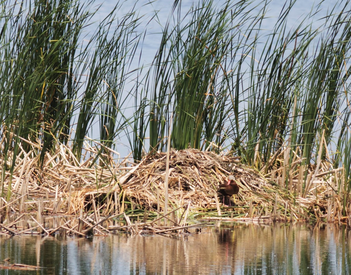 Ebird Checklist Jun Jones Rd Boat Launch Species