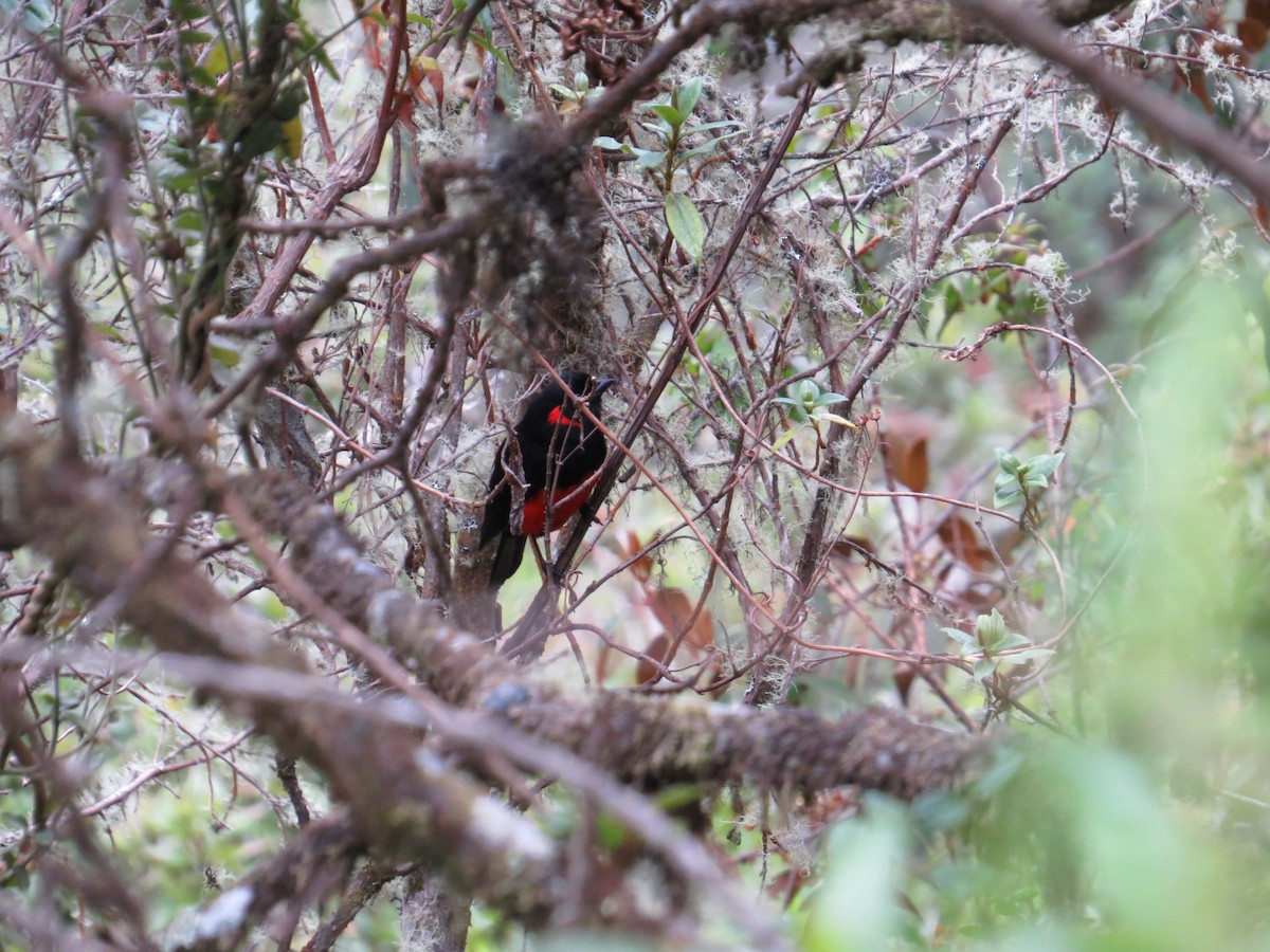 Scarlet-bellied Mountain Tanager - ML34772541