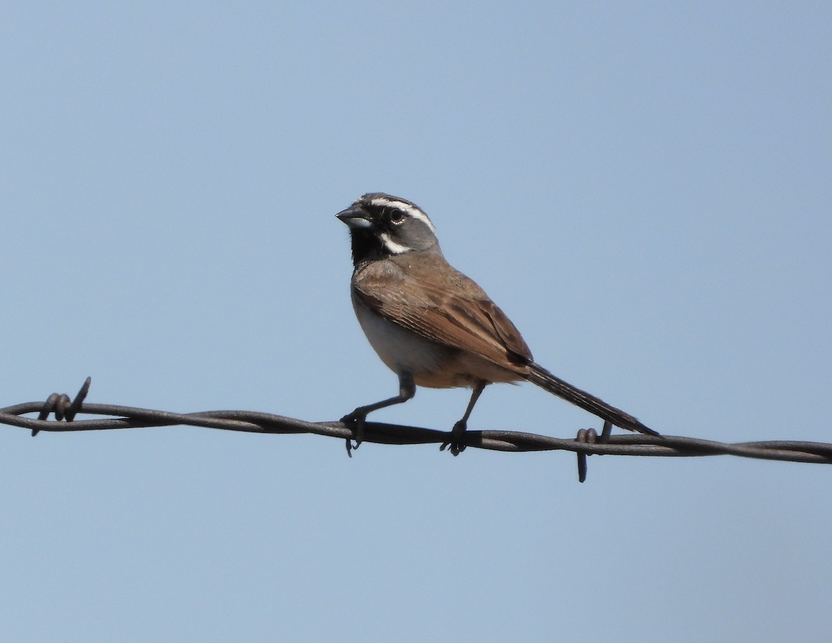Black-throated Sparrow - ML347726461