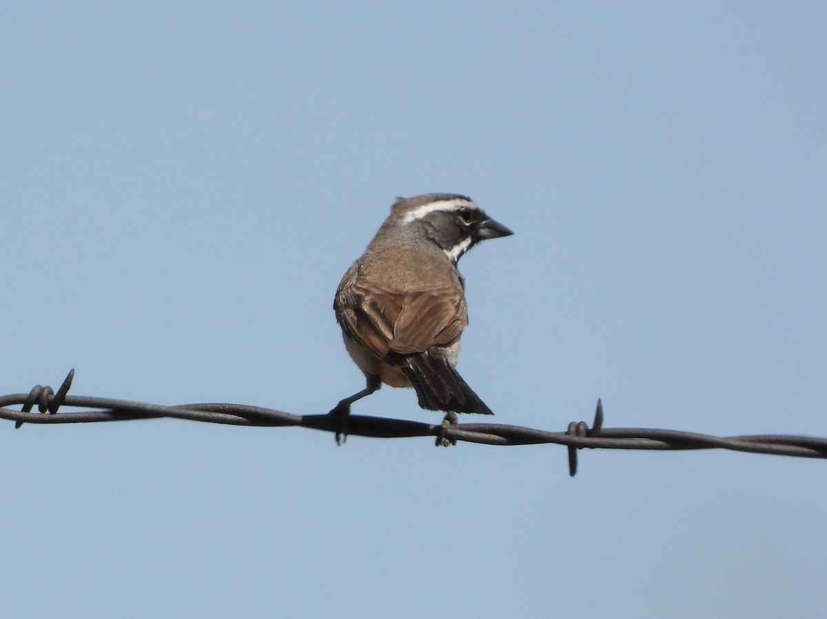 Black-throated Sparrow - ML347726491