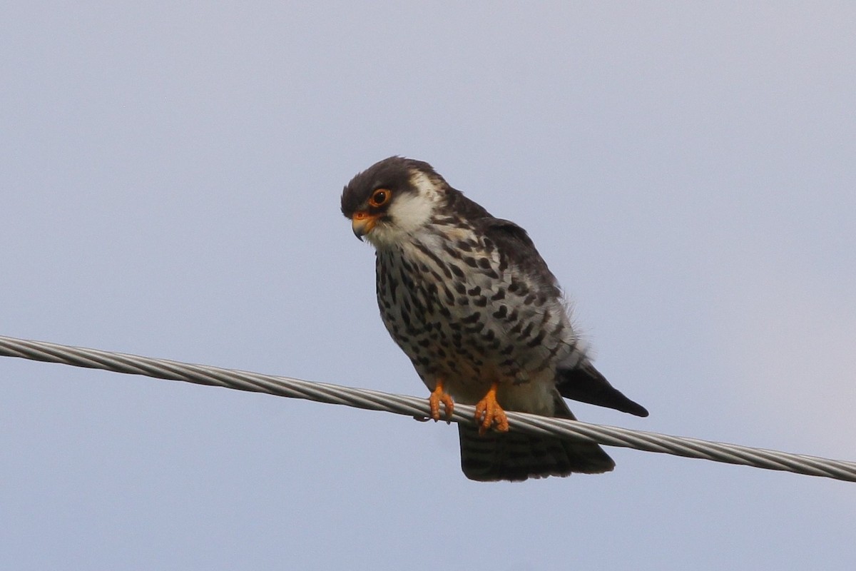 Amur Falcon - Padma Gyalpo