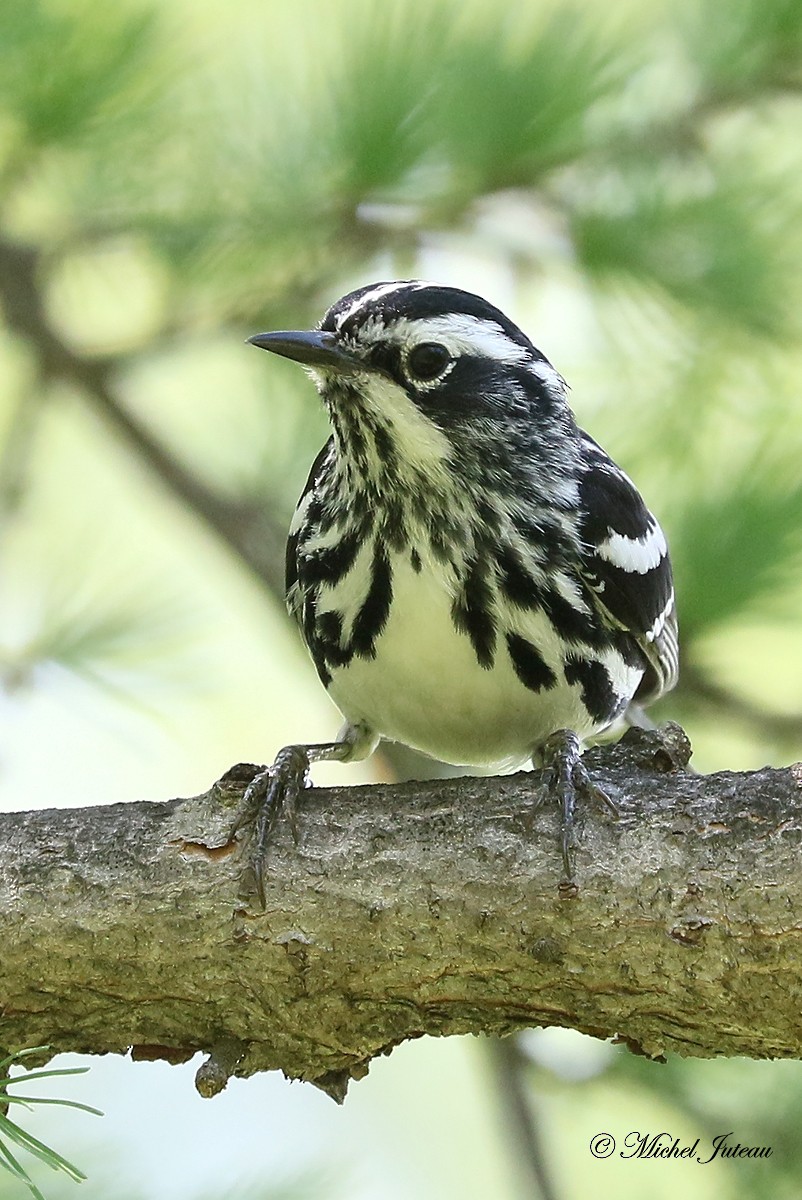 Black-and-white Warbler - ML347741211