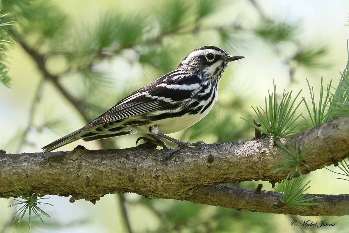 Black-and-white Warbler - ML347741221