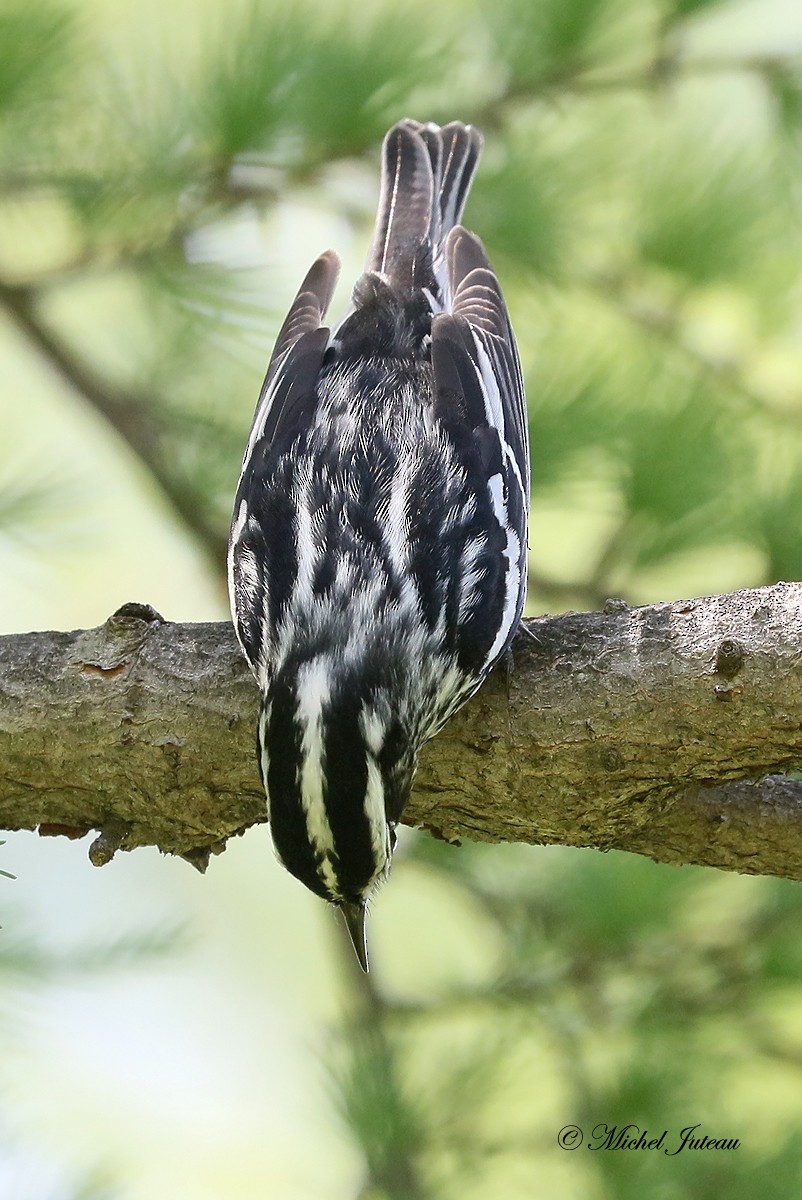 Black-and-white Warbler - ML347741231