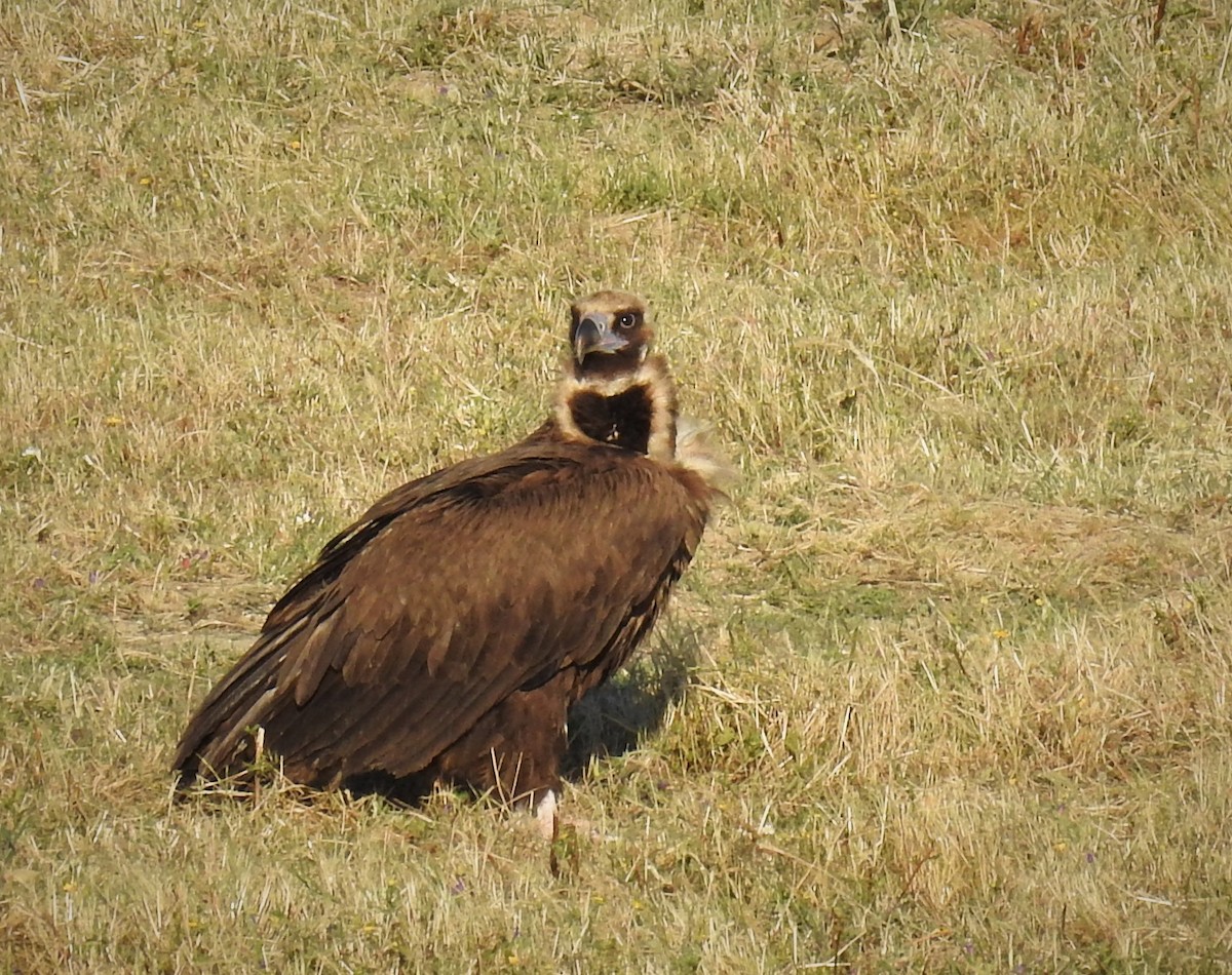 Cinereous Vulture - ML347752841