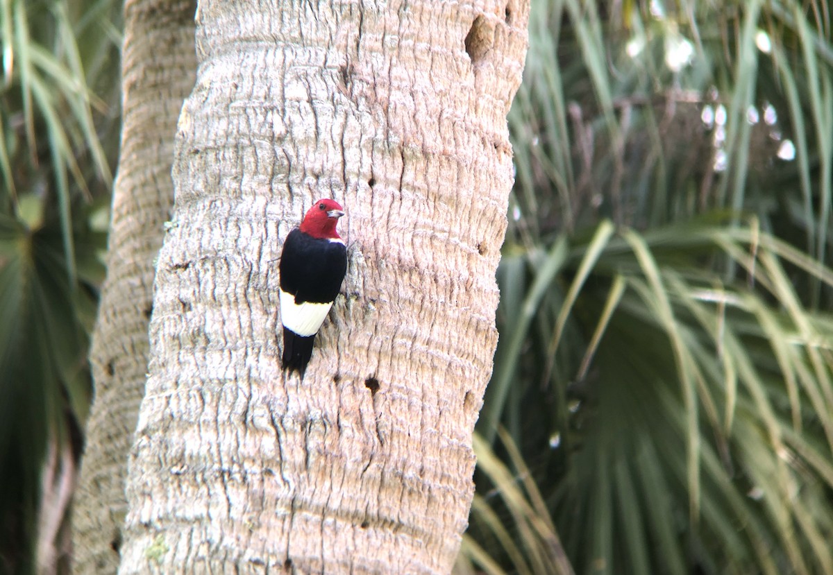Red-headed Woodpecker - ML347753331