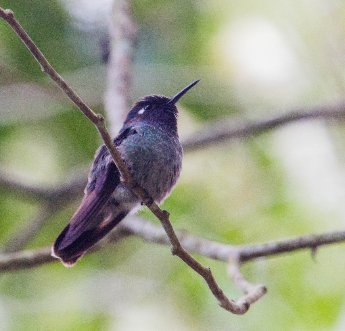Violet-headed Hummingbird - Carlos Siegert
