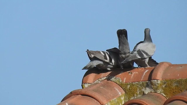 Rock Pigeon (Feral Pigeon) - ML347756871