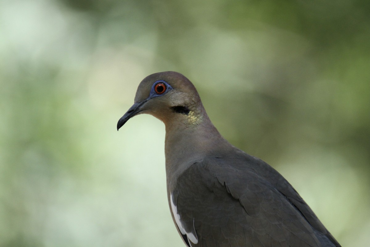 White-winged Dove - Charles Vickers