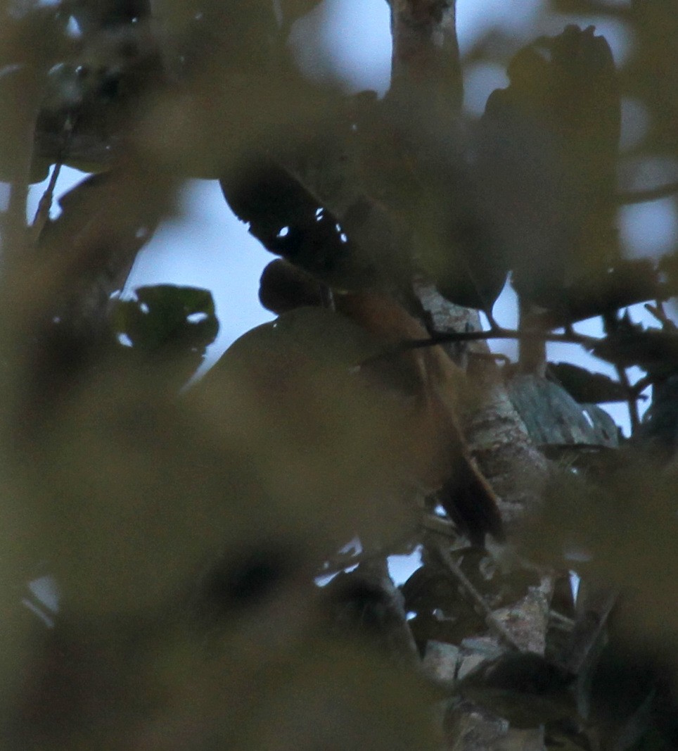 Smoky-brown Woodpecker - Matthew Grube