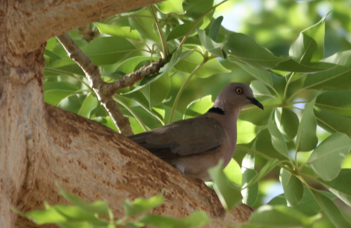 Mourning Collared-Dove - ML347762251