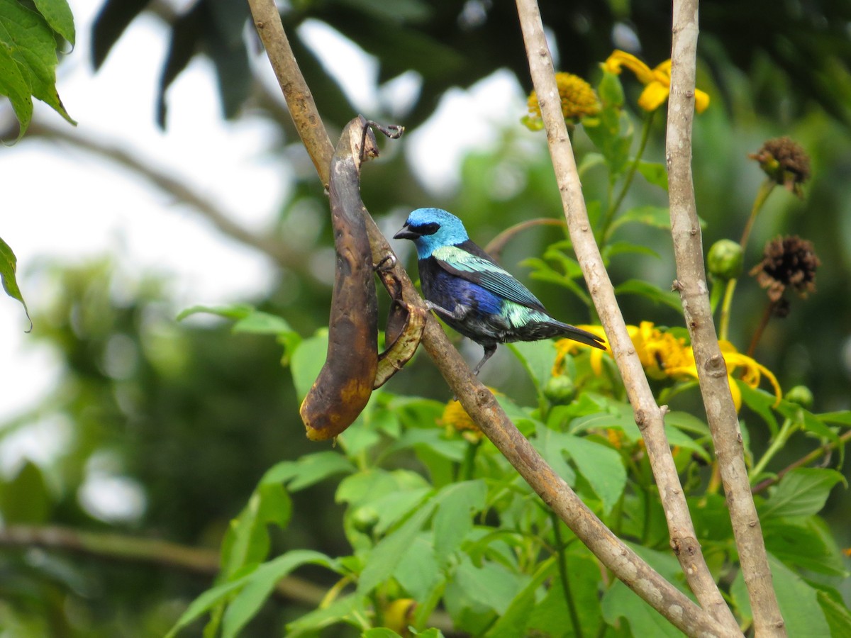 Blue-necked Tanager - ML34776321