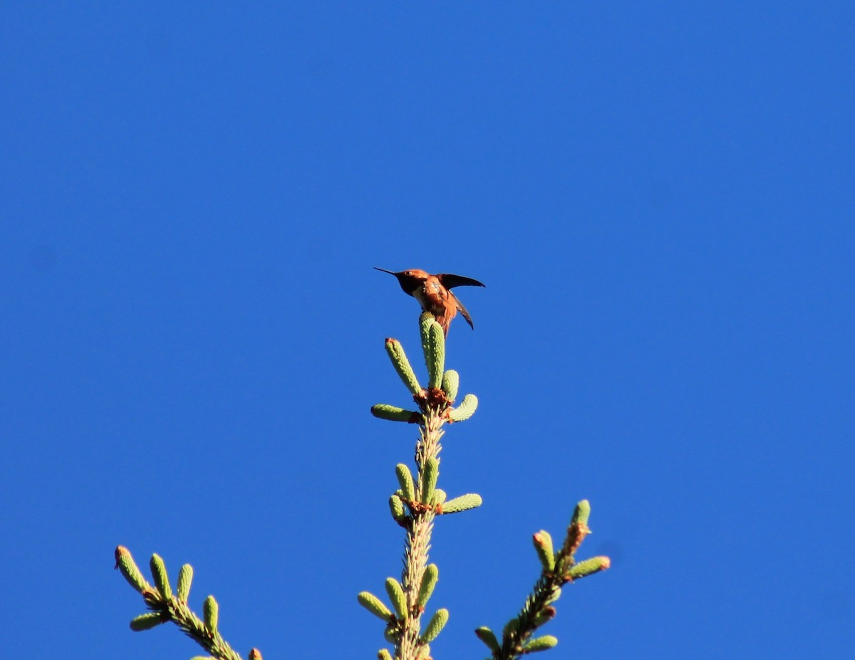 Rufous Hummingbird - ML347767351