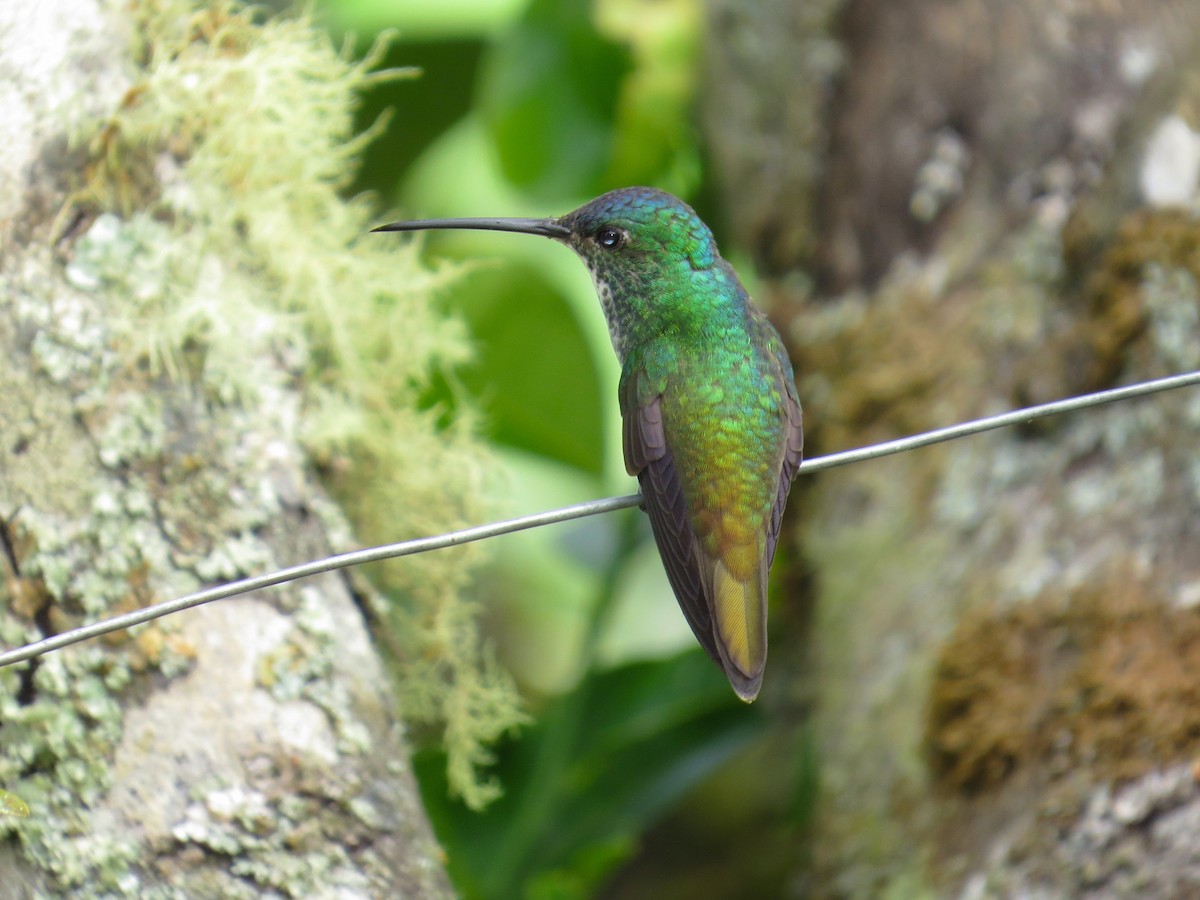 Andean Emerald - ML34776791
