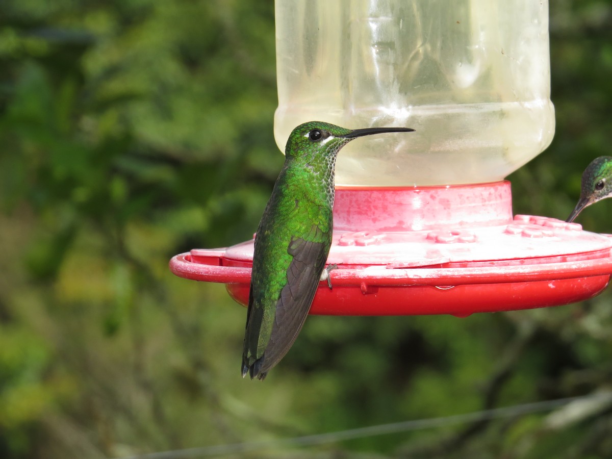 Green-crowned Brilliant - ML34776931