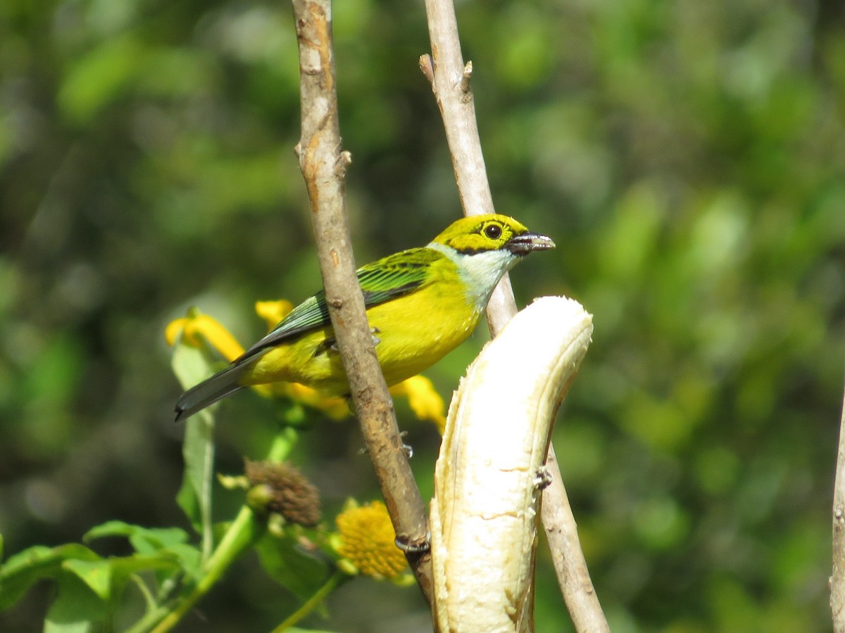 Silver-throated Tanager - ML34777001