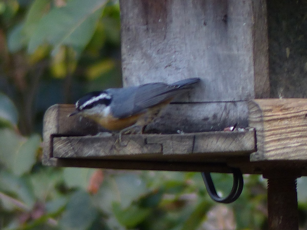 Red-breasted Nuthatch - ML34778041