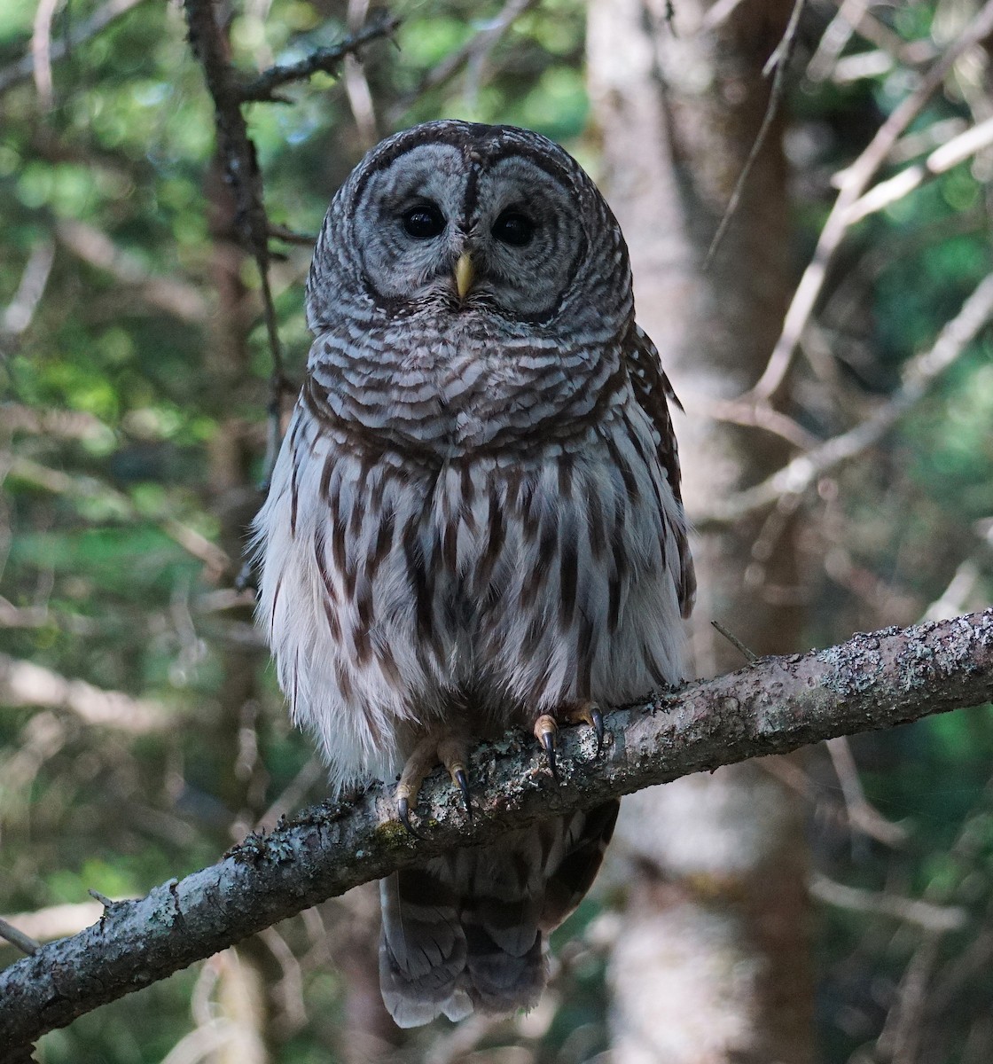 Barred Owl - Richard Mckay