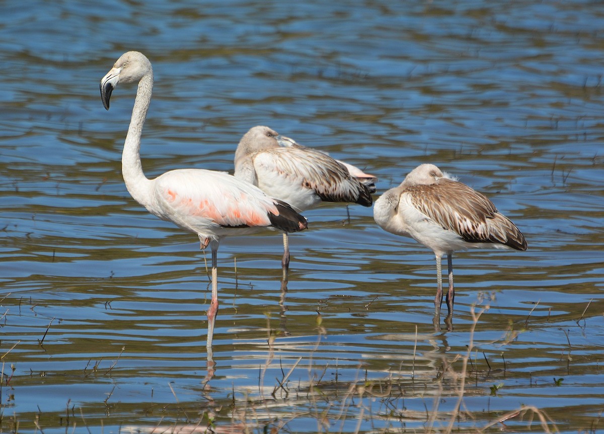 Şili Flamingosu - ML347789721
