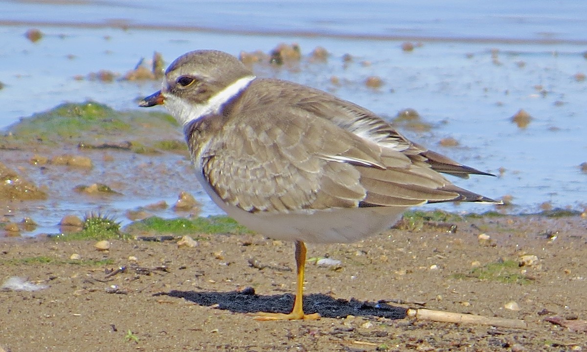 Semipalmated Plover - ML34781041