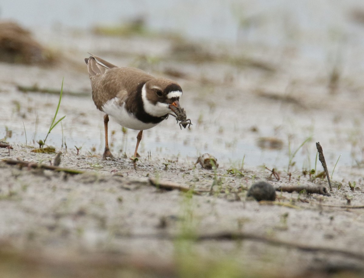 Semipalmated Plover - ML347811721