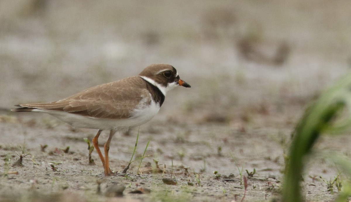 Semipalmated Plover - ML347811821
