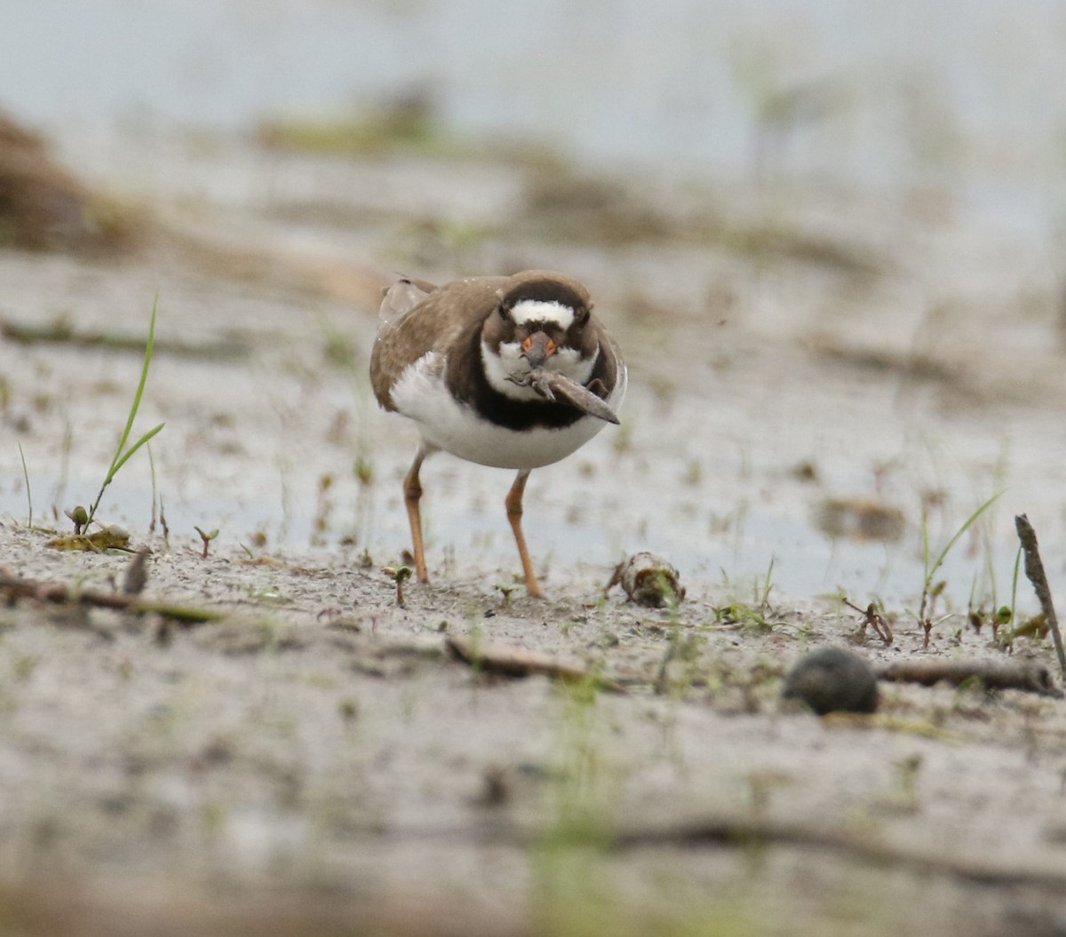 Semipalmated Plover - ML347811981