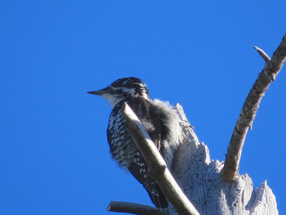 American Three-toed Woodpecker - Jon Isacoff
