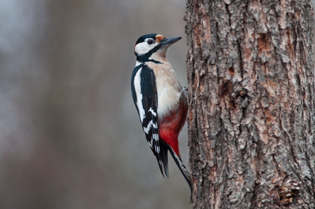 Great Spotted Woodpecker - Charles Thomas