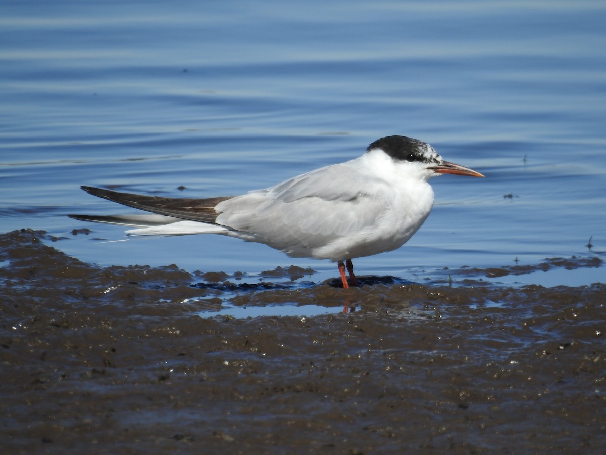 Common Tern - John Hanna