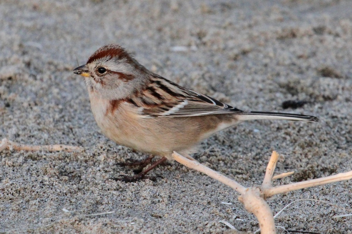 American Tree Sparrow - ML34782591
