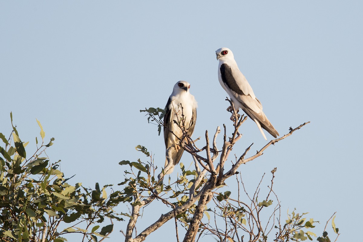 Letter-winged Kite - Laurie Ross | Tracks Birding & Photography Tours