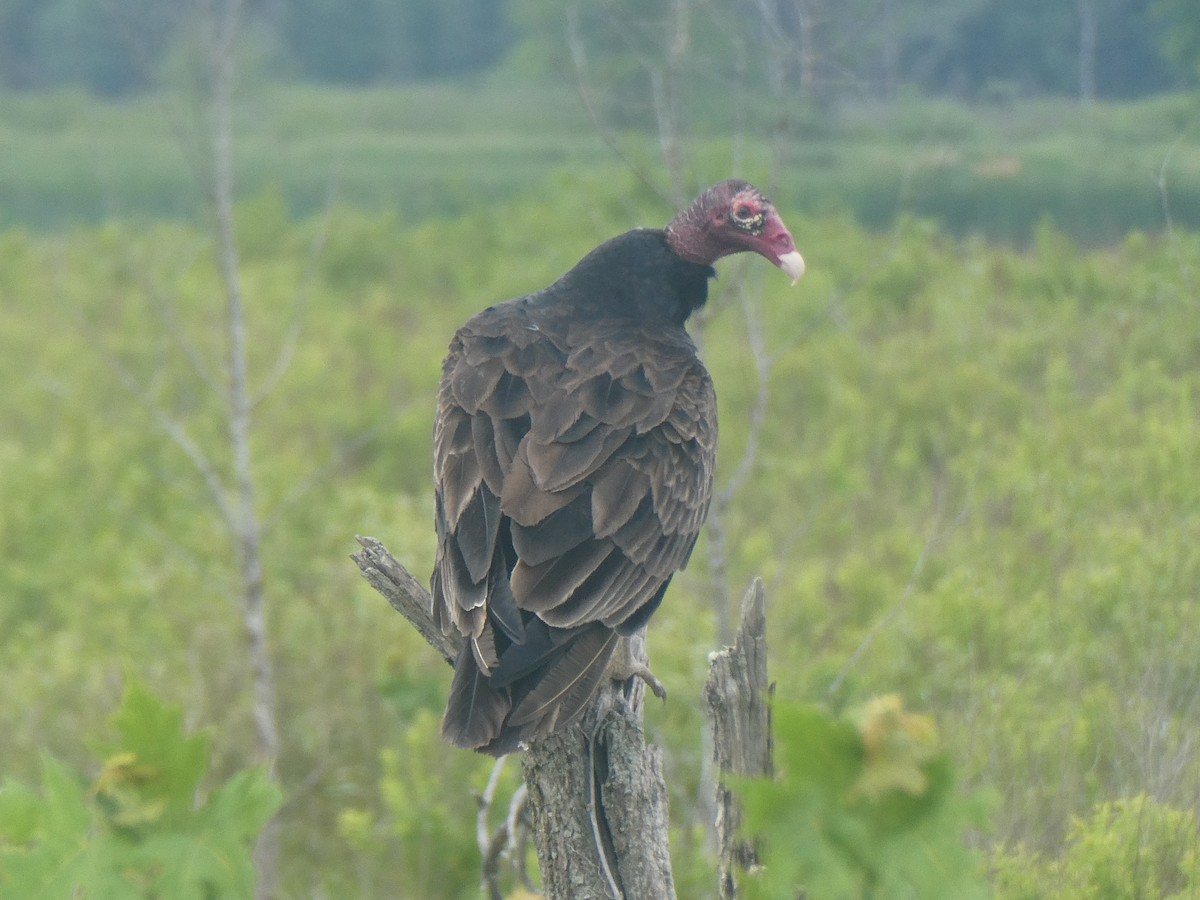 Turkey Vulture - Jonathan Krohn