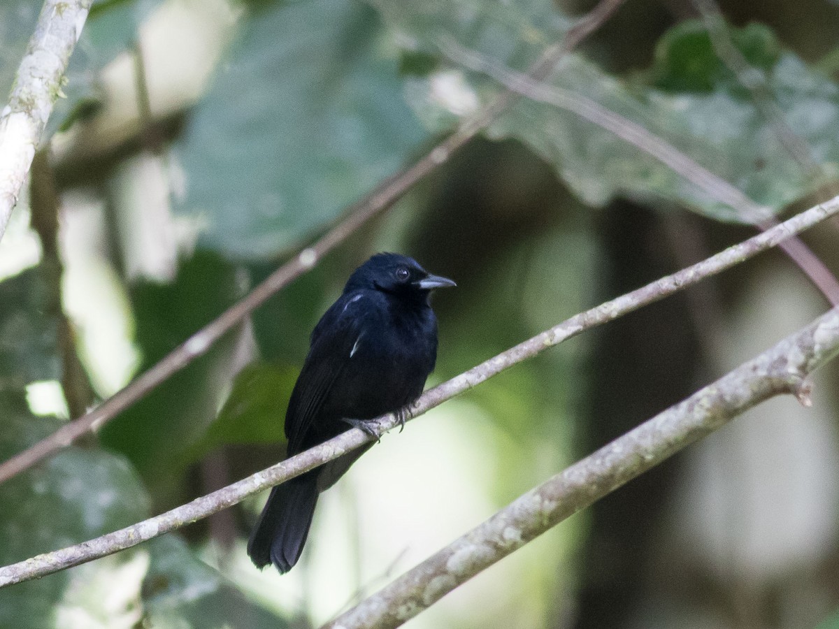 White-lined Tanager - ML34782741