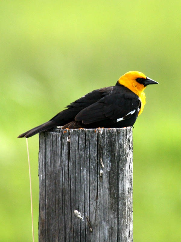 Yellow-headed Blackbird - ML34782831