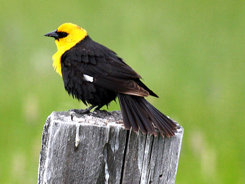 Yellow-headed Blackbird - ML34782841