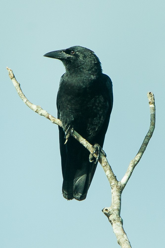 Cuban Crow - Francesco Veronesi