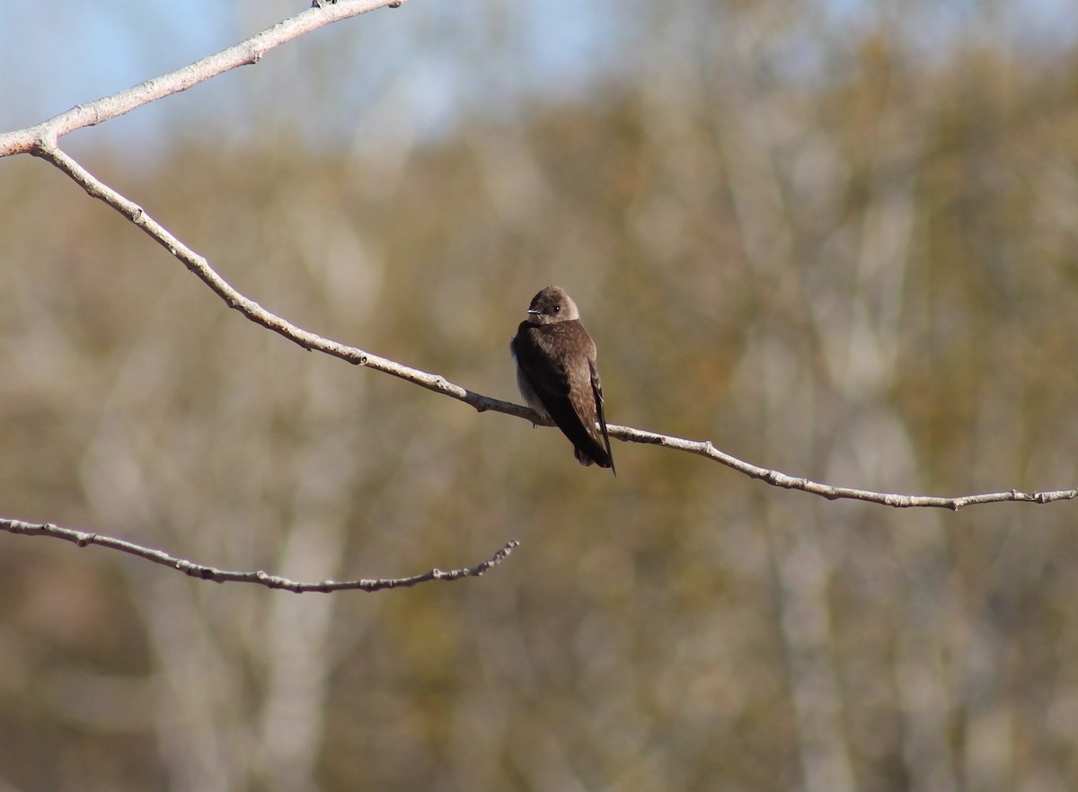 Northern Rough-winged Swallow - ML347832051