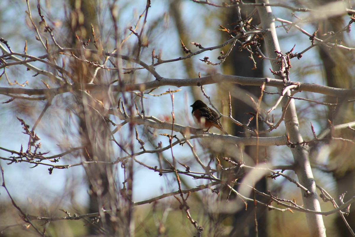 Spotted Towhee - ML347832121