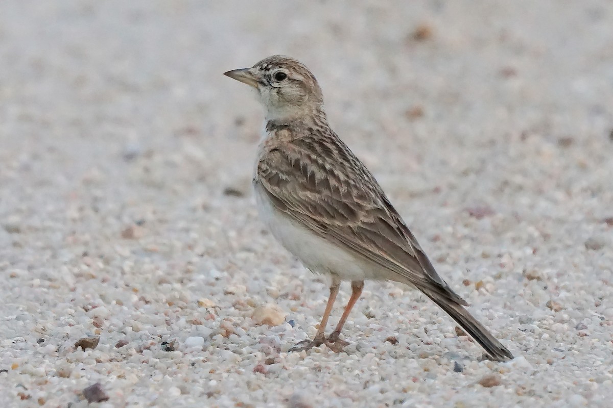 Greater Short-toed Lark - Miguel Rouco