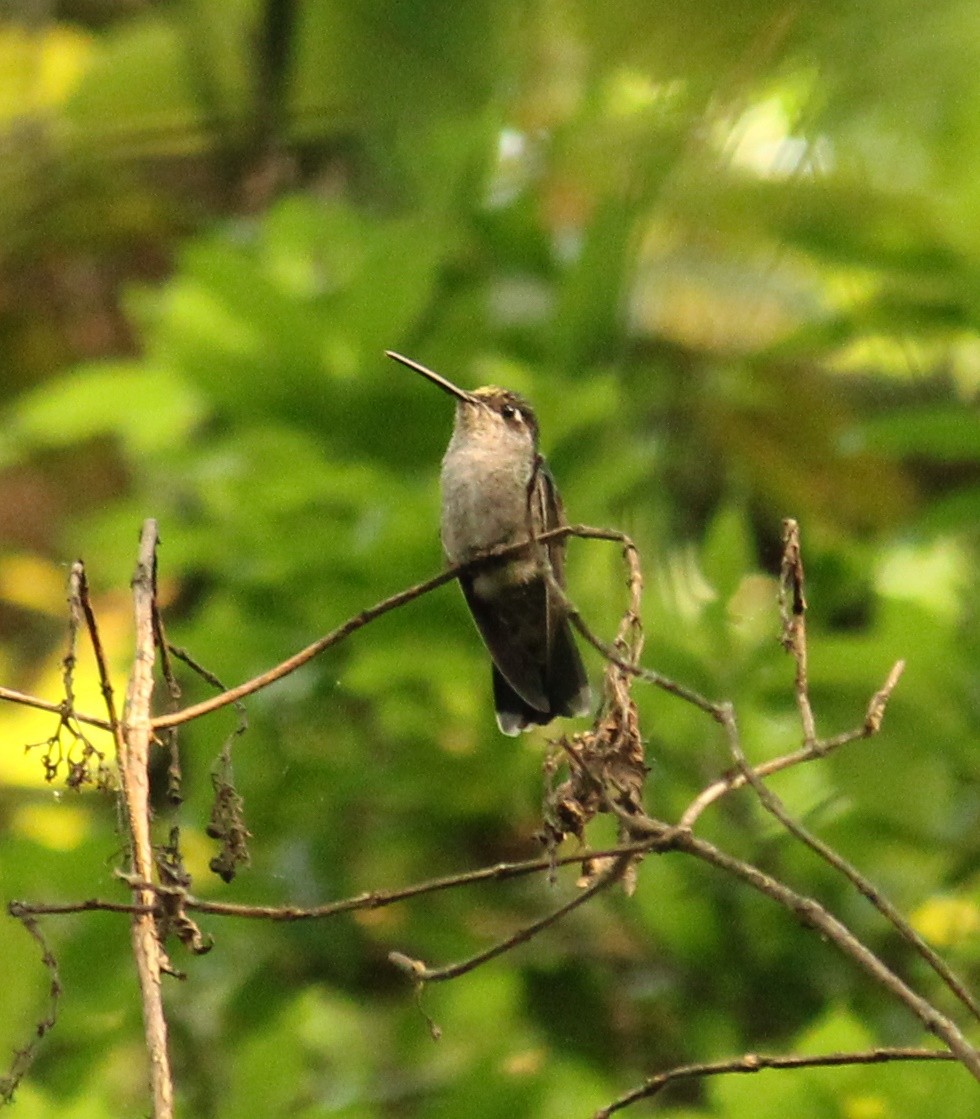Rivoli's Hummingbird - Adrian Ciprés
