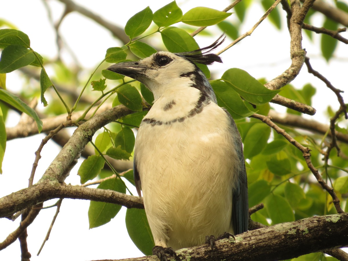White-throated Magpie-Jay - kenneth reyes