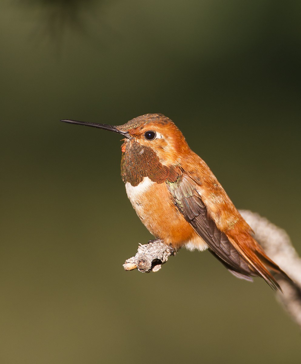 Rufous Hummingbird - ML347839941