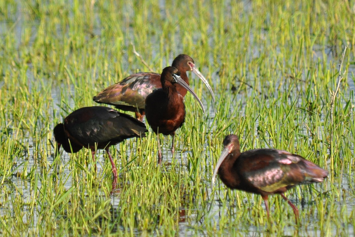 Glossy Ibis - Ryan O'Donnell